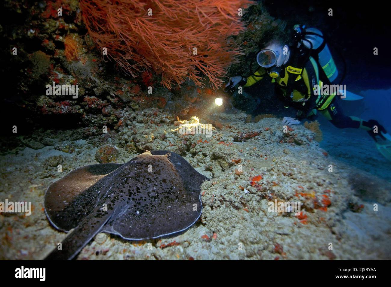 Taucher entdecken einen Whiptail Stingray, (Taeniurops meyeni) bei einem Nachttauchgang, Ari Atoll, Malediven, Indischer Ozean, Asien Stockfoto