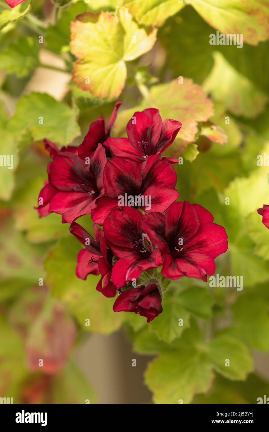 Nahaufnahme der dunkelroten Pelargonium-Blüte in einem Gewächshaus. England, Großbritannien Stockfoto