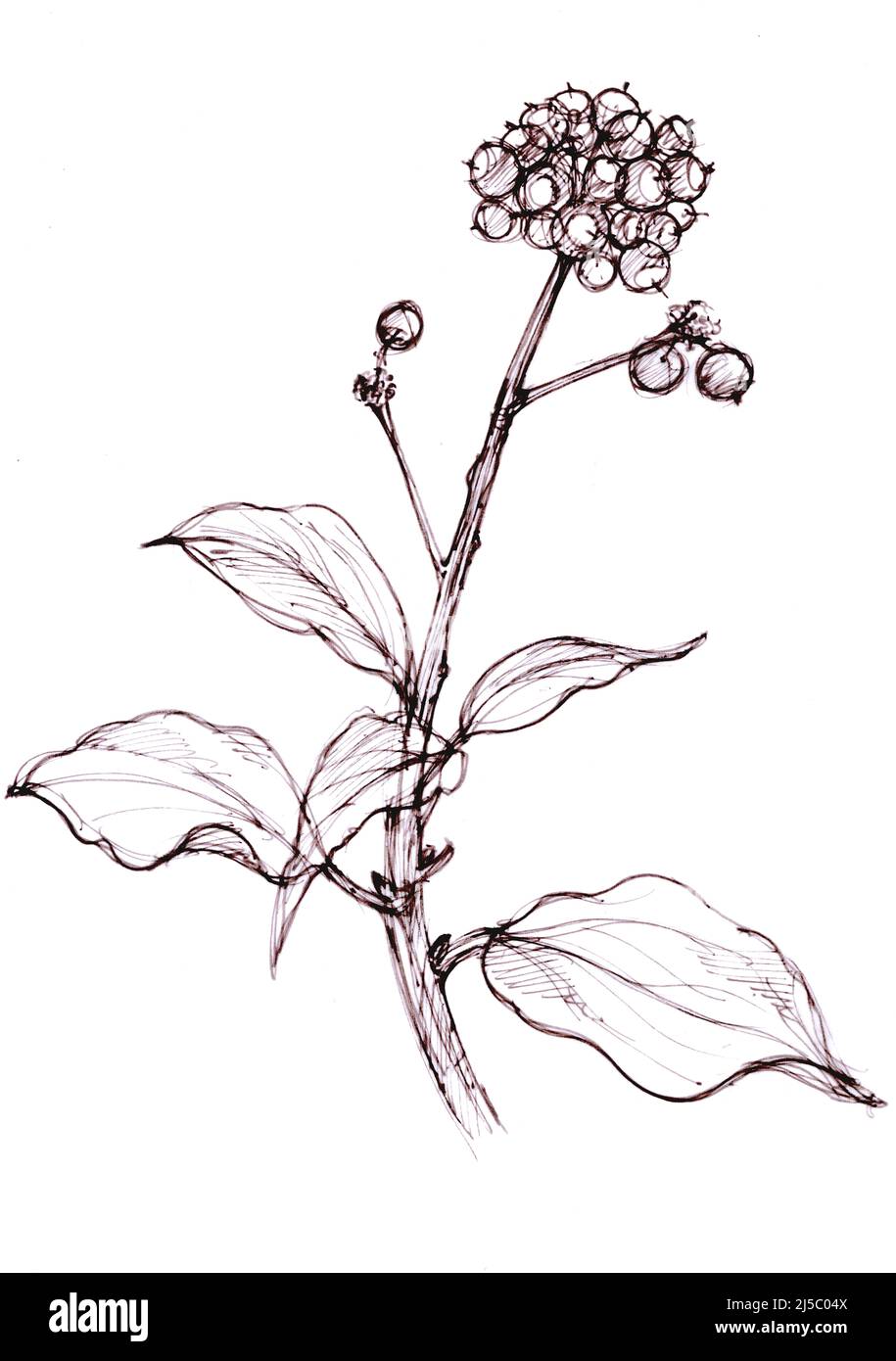 Schwarz-weiße Illustration von Efeu-Beeren auf weißem Hintergrund. Stockfoto Schwarz-weiße Illustration von Efeu-Beeren auf weißem Hintergrund. Stockfoto