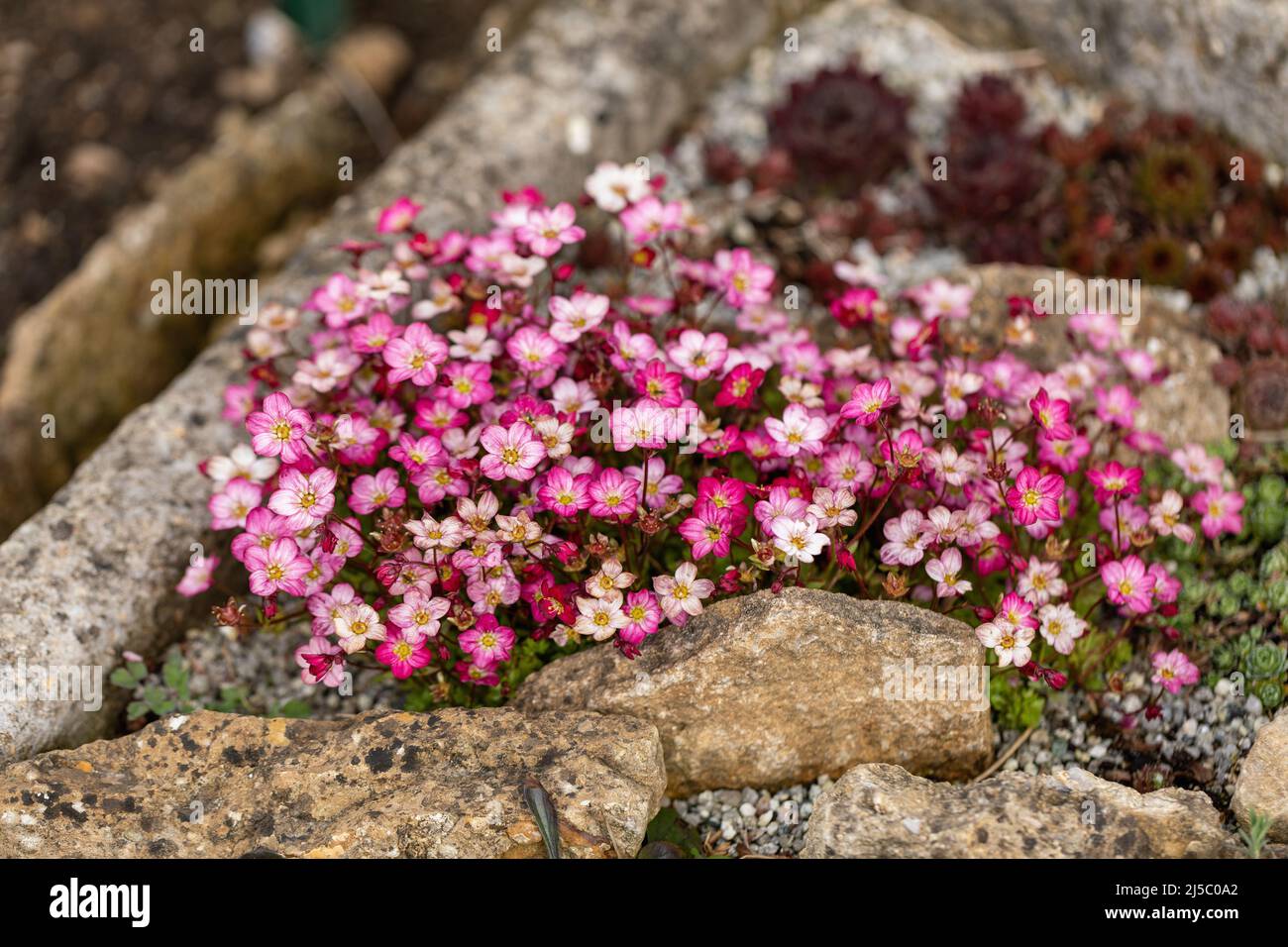 Nahaufnahme von Pink Saxifraga, die im Frühjahr in einem Steingarten in England blüht Stockfoto