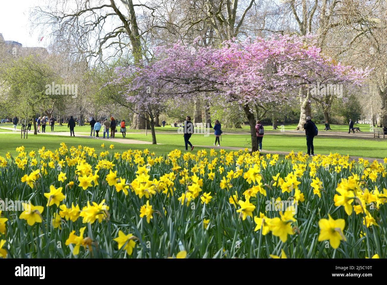 London, England, Großbritannien. Frühlingsblumen und Blüten im St James's Park, 17.. März 2022 Stockfoto