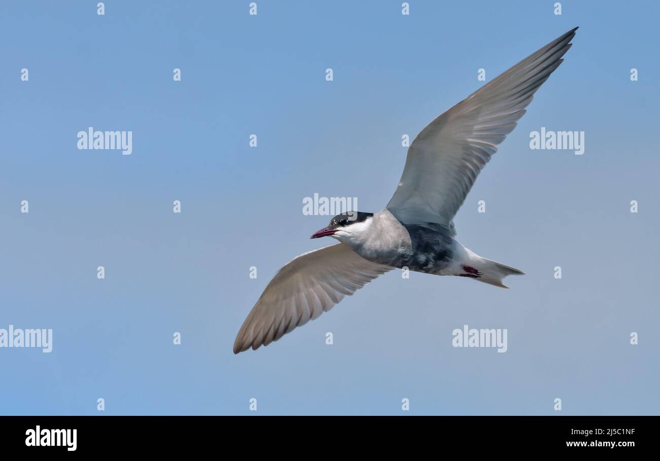 Die Schnurrseeschwalbe (Chlidonias hybrida) schwebt über dem Flussbett auf der Suche nach Futter mit weit ausgebreiteten Flügeln Stockfoto