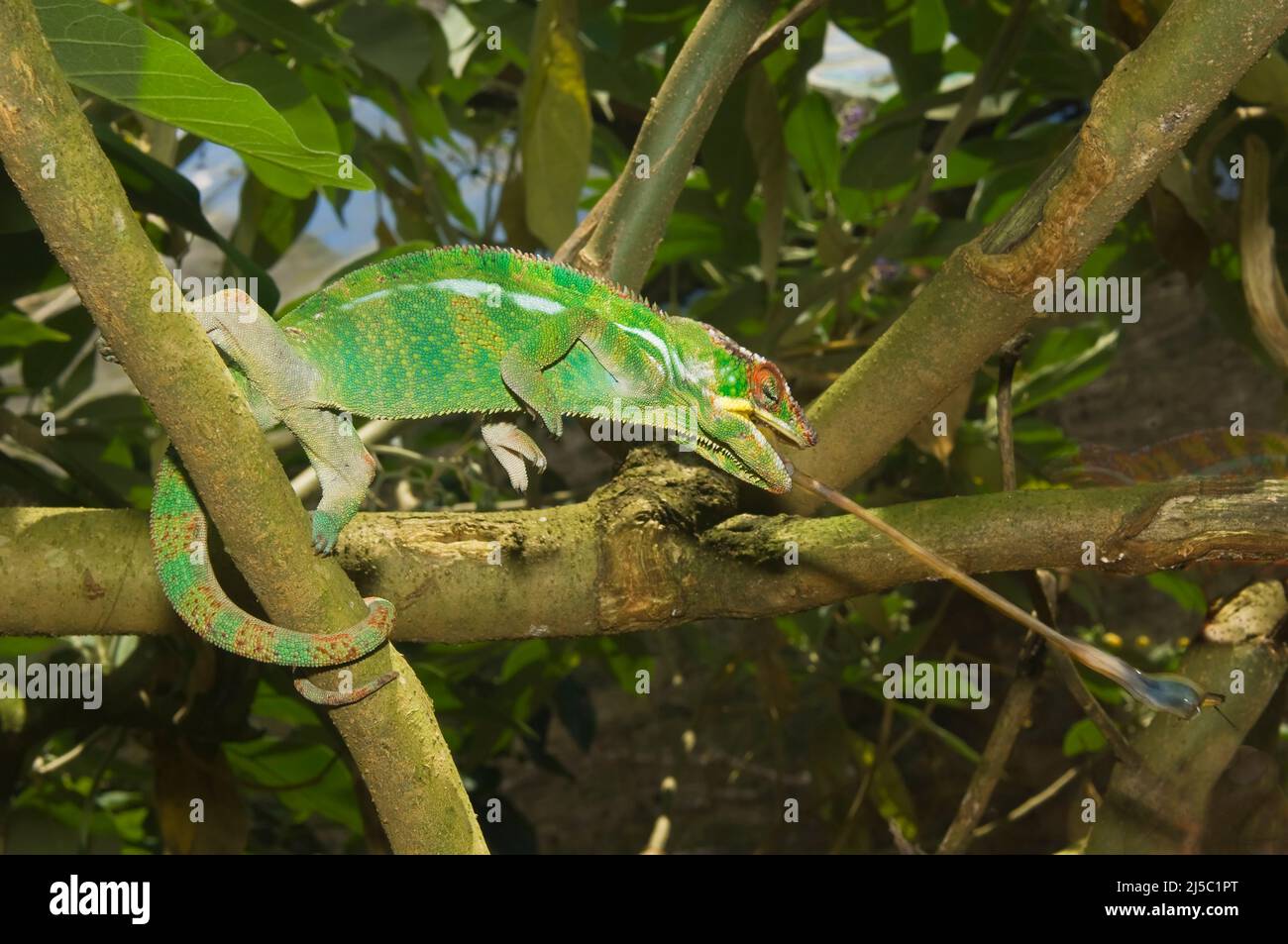 Panther Chameleon (Furcifer pardalis) fängt ein Insekt, Madagaskar Stockfoto