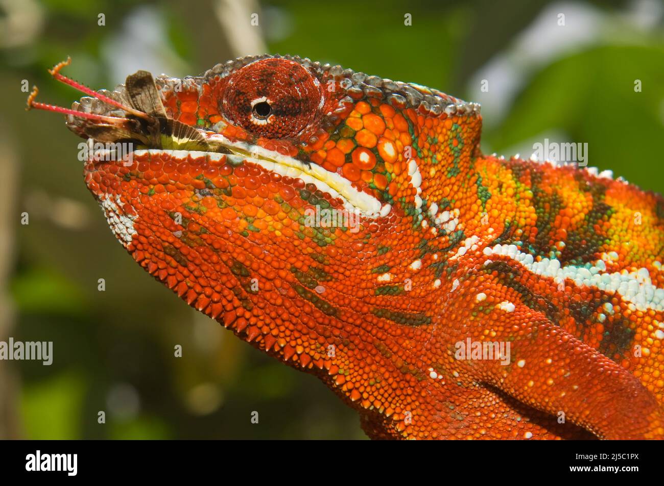 Panther Chameleon (Furcifer pardalis), der ein Insekt frisst, Madagaskar Stockfoto