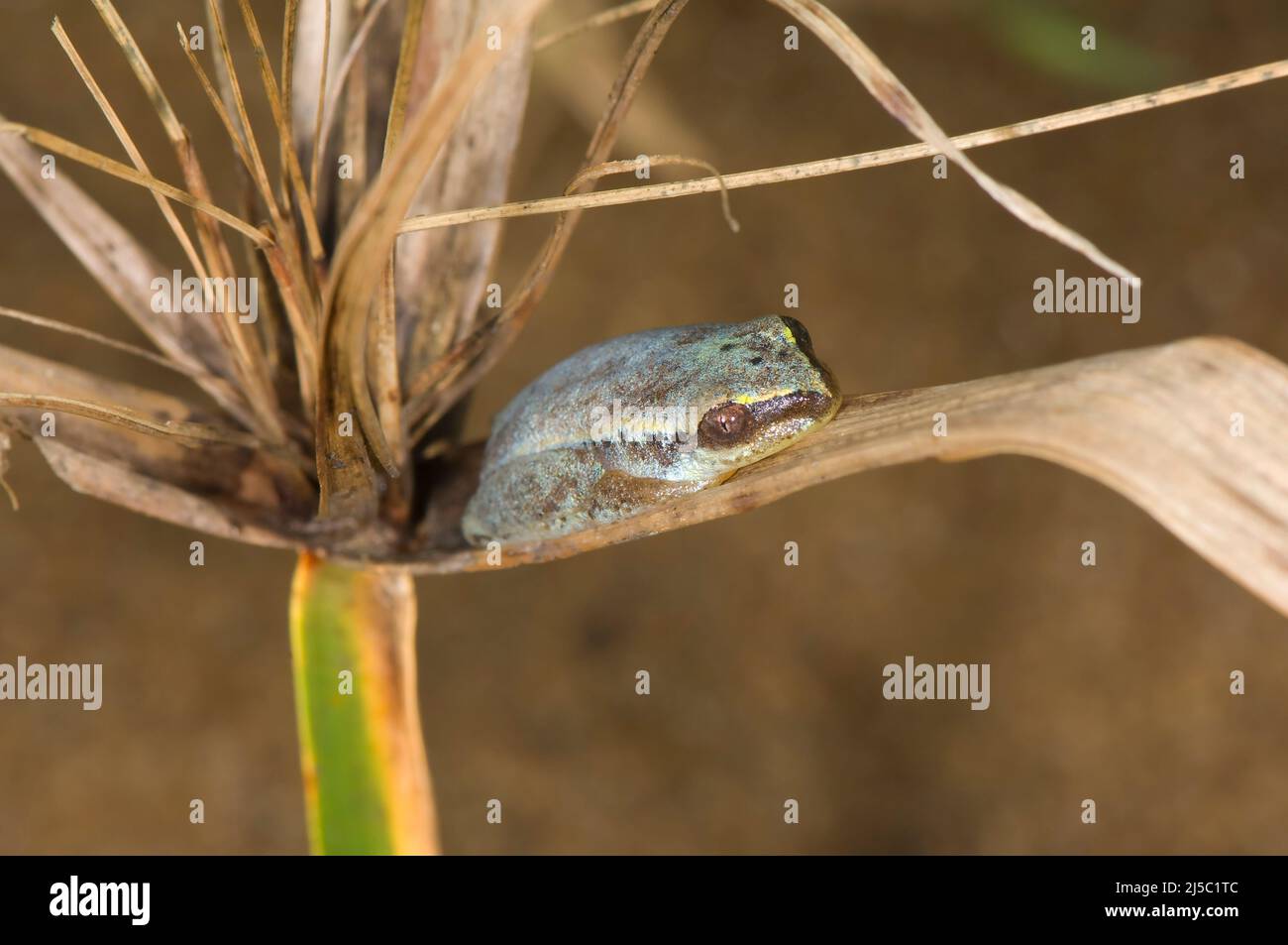 Heterixalus, Laubfrosch, endemisch, Madagaskar Stockfoto