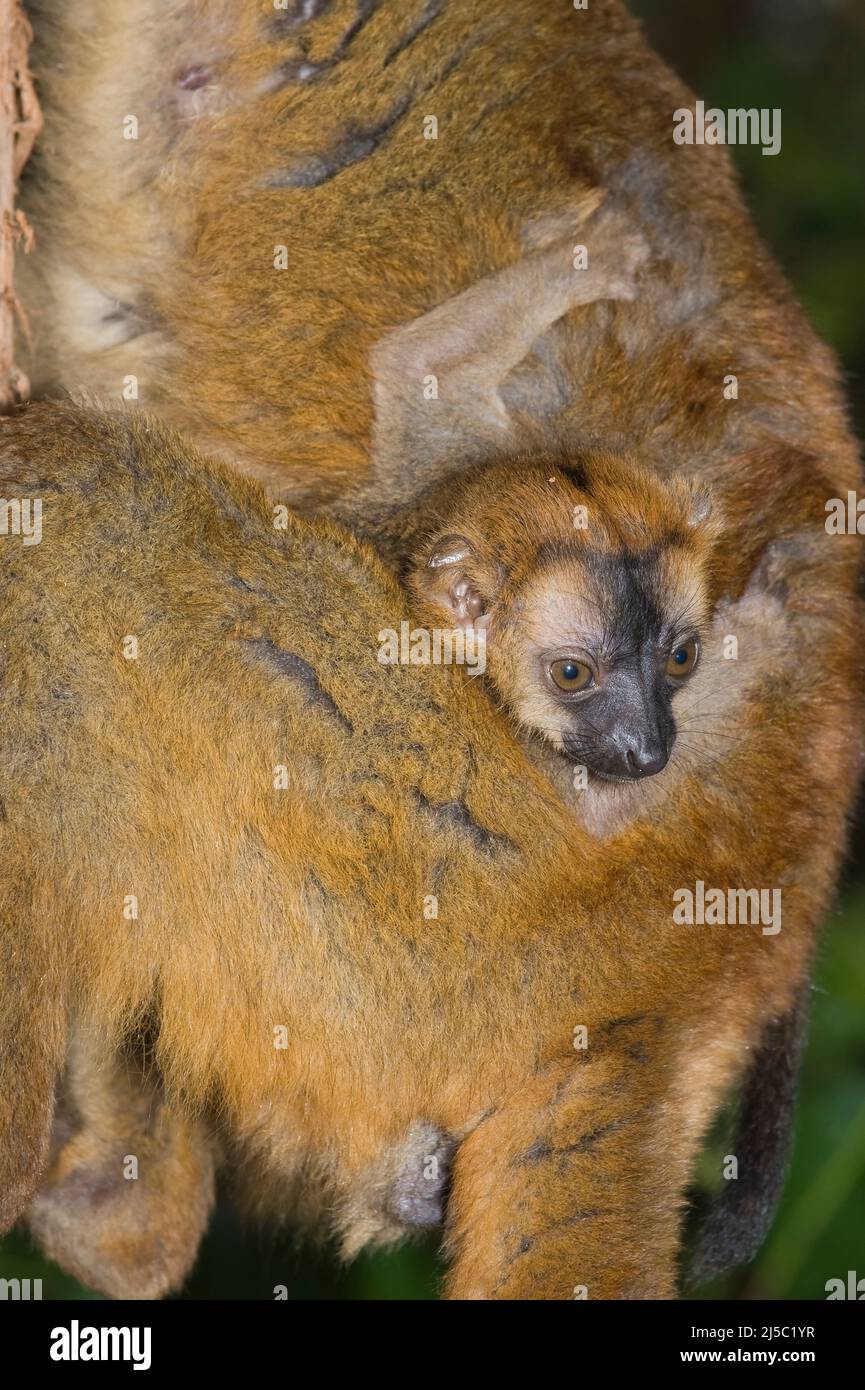 Rotstirniger brauner Lemur (Eulemur rufus) und Säugling, Perinet Nature Reserve, Madagaskar Stockfoto