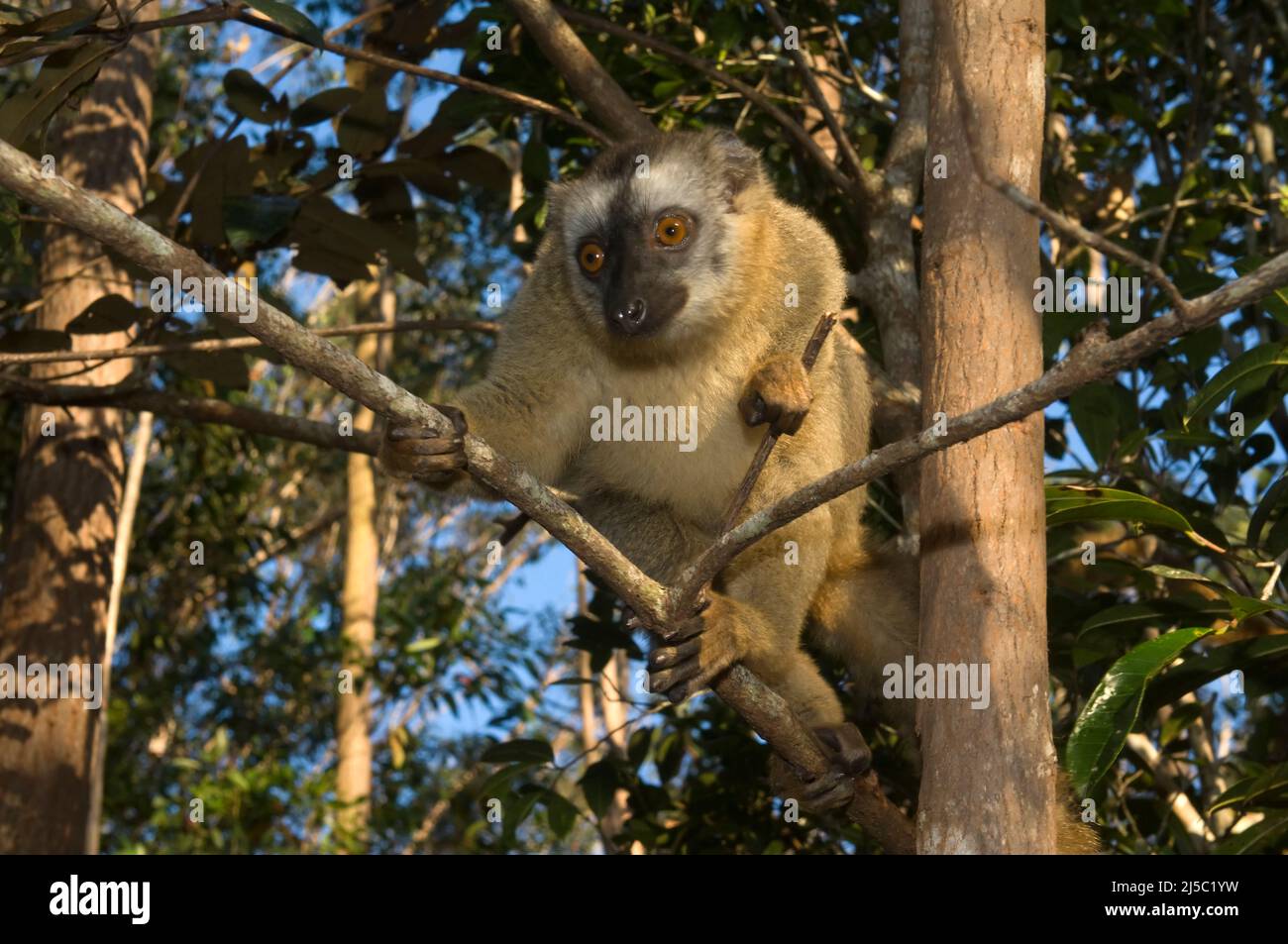 Brauner Lemur (Eulemur rufus) mit roter Fassade, Perinet Nature Reserve, Madagaskar Stockfoto