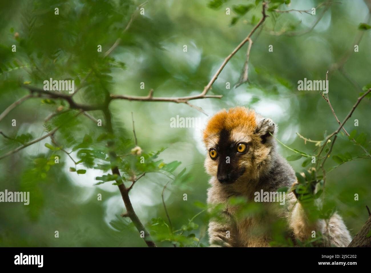 Rot-Fronted brauner Lemur (Eulemur Rufus), Berenty Reserve, Madagaskar Stockfoto