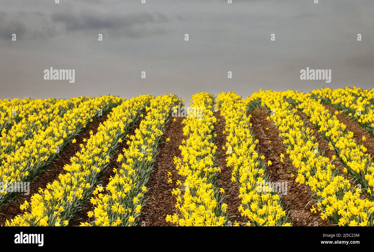 KINNEFF STONEHAVEN ABERDEENSHIRE SCHOTTLAND BEWIRTSCHAFTEN EINEN GRAUEN HIMMEL ÜBER REIHEN VON LEUCHTEND GELBEN NARZISSEN IM FRÜHJAHR Stockfoto