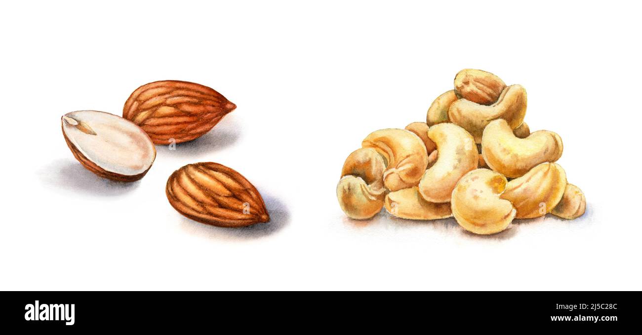 Wasserfarbige Nüsse. Mandeln und Cashew. Realistische botanische Illustration mit drei Nüssen. Handbemalter Lebensmittelclipart in braun-beige-Farbe für das Etikettendesign Stockfoto