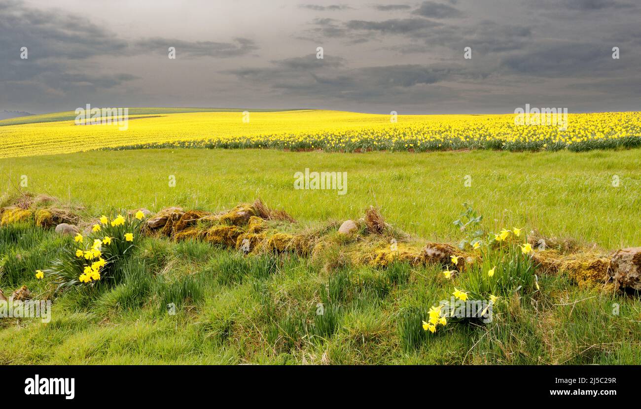 KINNEFF STONEHAVEN ABERDEENSHIRE SCHOTTLAND ALTE STEINMAUER UND EIN GRAUER HIMMEL ÜBER DEM FELD DER GELBEN NARZISSEN IM FRÜHJAHR Stockfoto