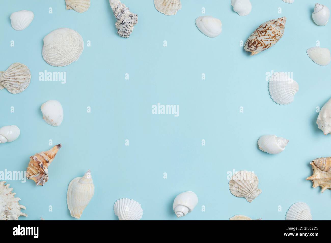 Weiße Muscheln auf himmelblauer Oberfläche mit Kopierraum in der Mitte. Sommer, Draufsicht, flache Lay-Komposition Stockfoto