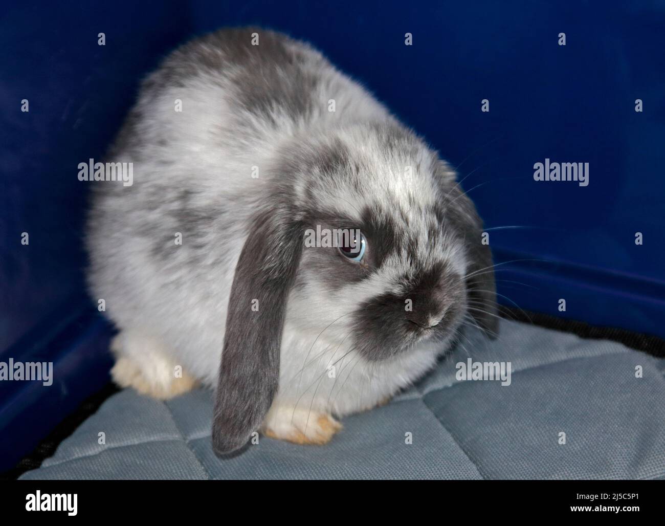 Graues und weißes Mini Lop Rabbit Doe Kit (9 Wochen) Stockfoto