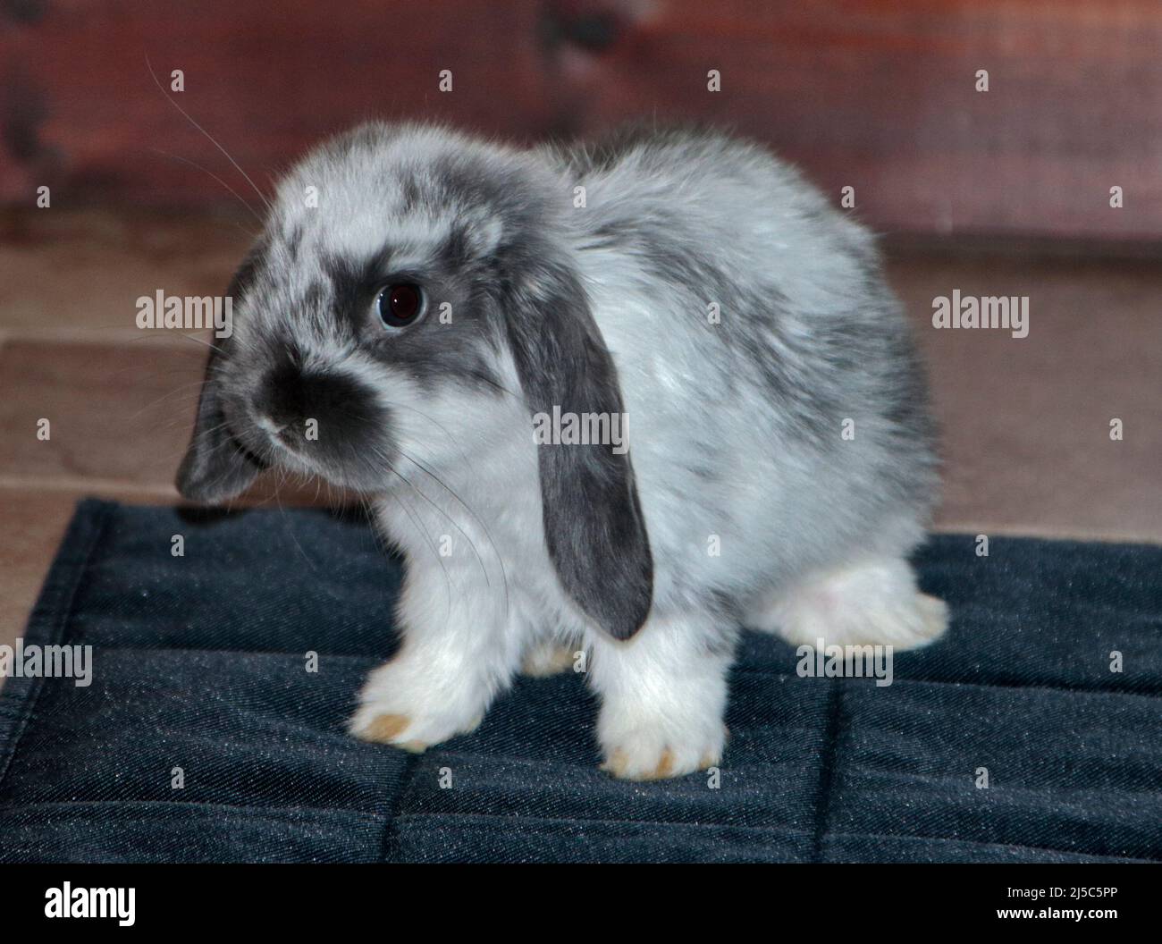 Graues und weißes Mini Lop Rabbit Doe Kit (9 Wochen) Stockfoto