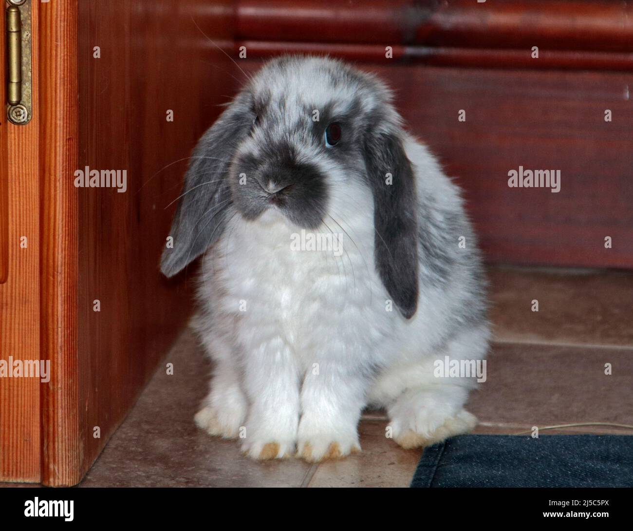 Graues und weißes Mini Lop Rabbit Doe Kit (9 Wochen) Stockfoto