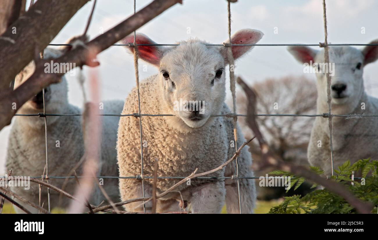 Lämmer auf einem Feld, die durch einen Zaun gucken, Coedpoeth, Nordwales Stockfoto