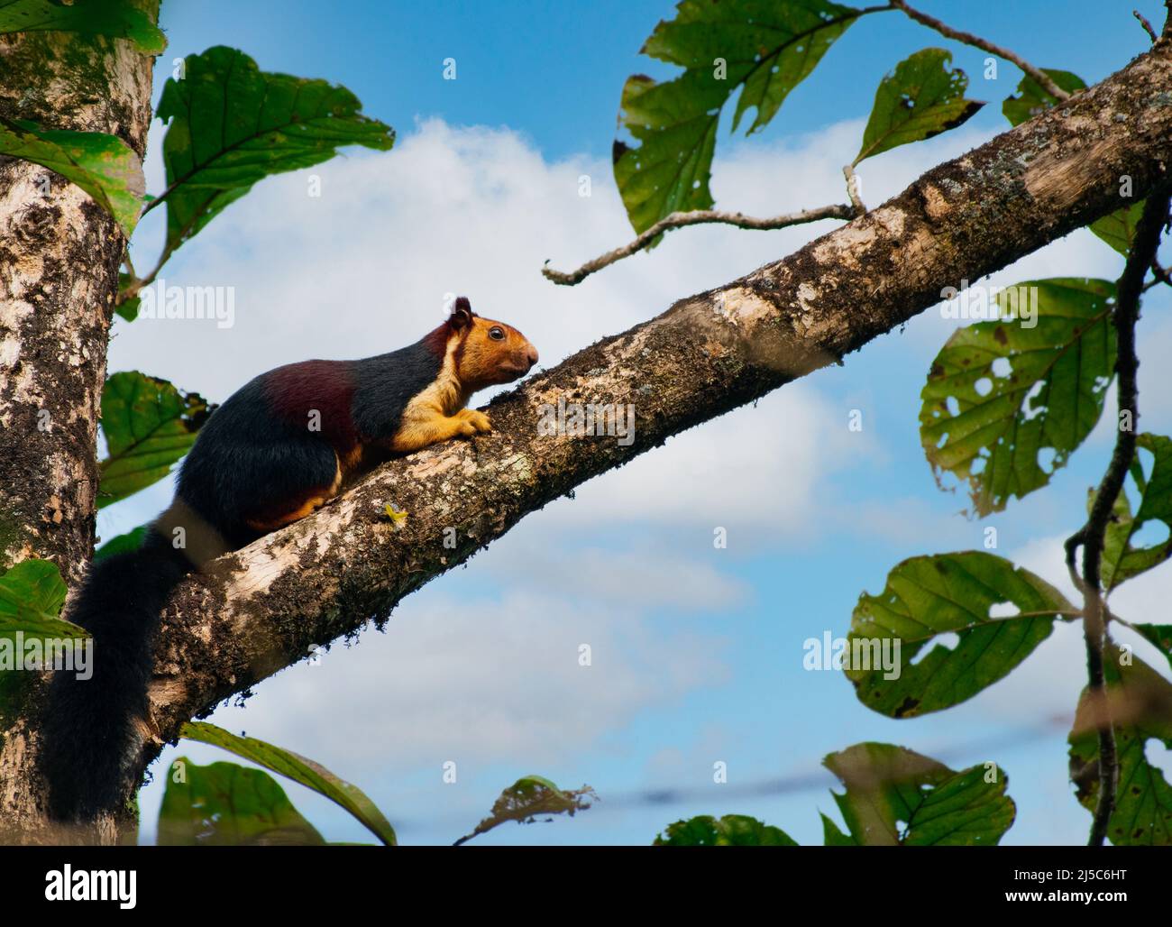 Das Riesenhörnchen Malabar, auch bekannt als das indische Riesenhörnchen Ratufa indica, in Westghats, Kerala, Indien Stockfoto