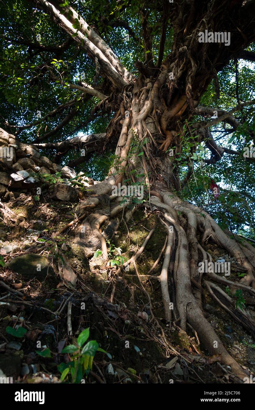 Ein großer Stamm von Feigenbaum in einem Tempelhof in Indien. Auch Peepal oder Bodhi-Baum genannt. Stockfoto