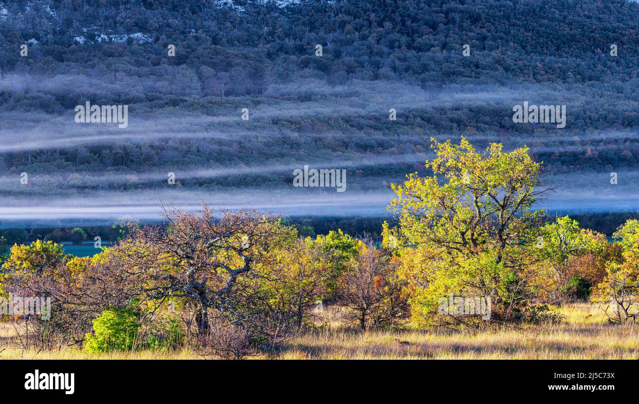 Forêt Domanial de la Sainte Baume, Plans D'aups, Var Frankreich Stockfoto