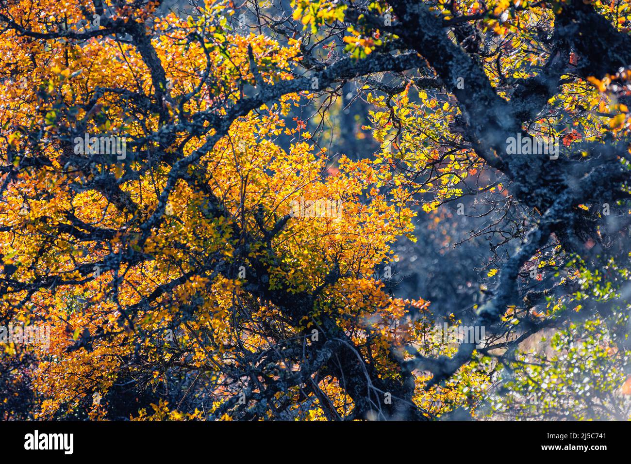 Chêne pubecent en Automne la Sainte baume Var Frankreich Stockfoto
