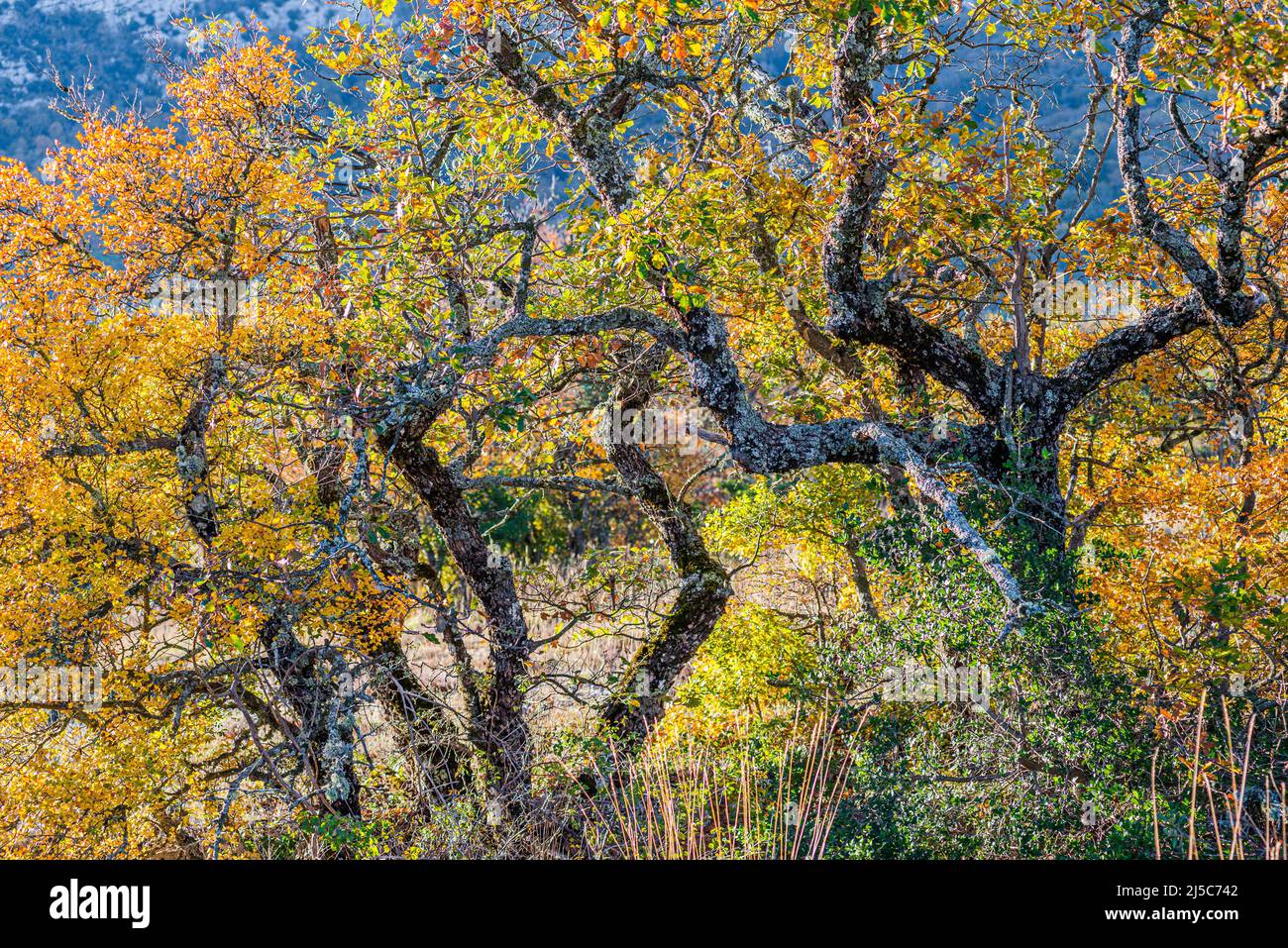 Chêne pubecent en Automne la Sainte baume Var Frankreich Stockfoto