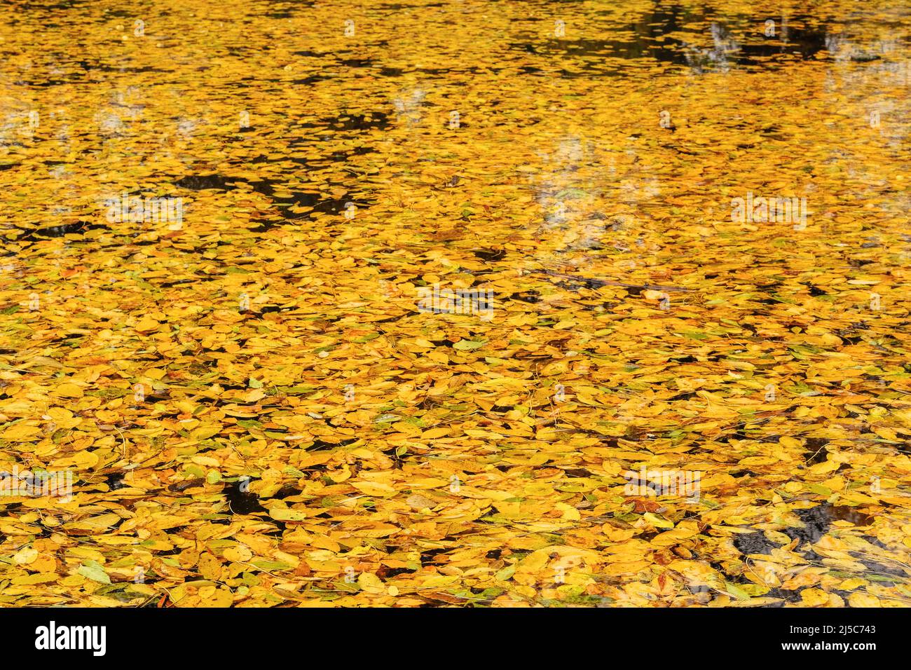 Draufsicht auf die herbstlich leuchtend goldenen Blätter im Wasser. Gelbe verschiedene Blätter zum Schwimmen auf dem Wasser. Sonnig im Herbst. Stockfoto