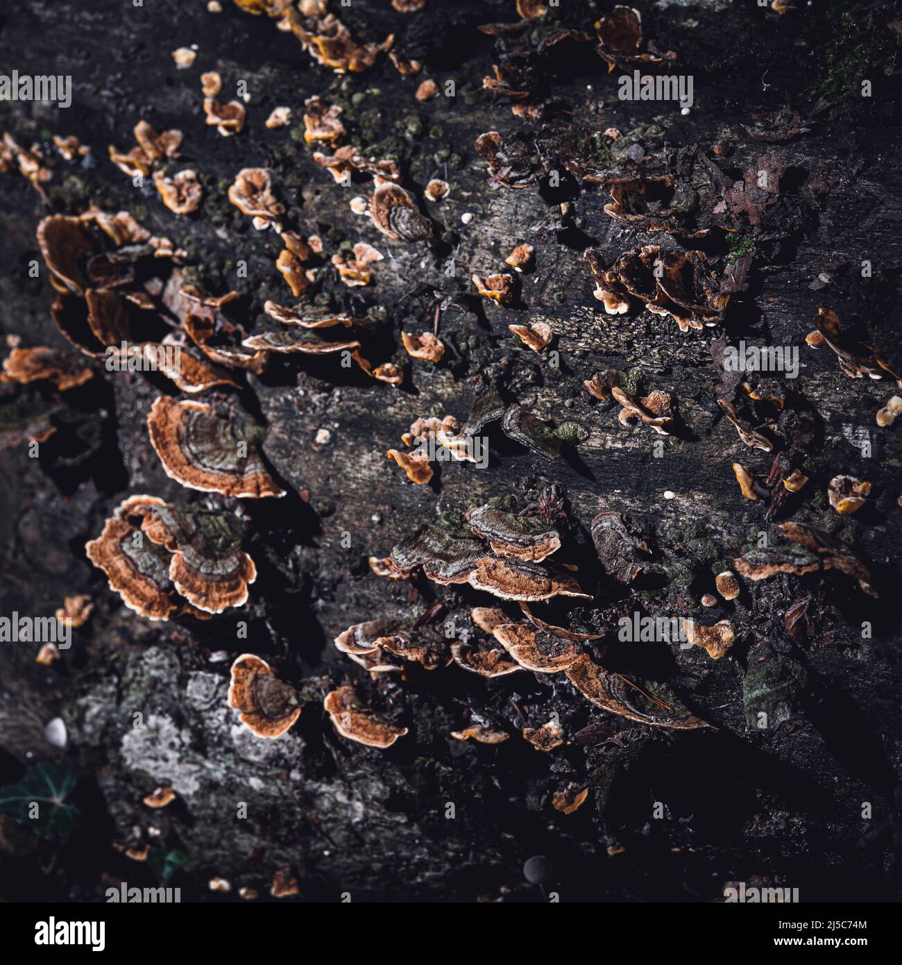 Champignon, Polypores Stockfoto