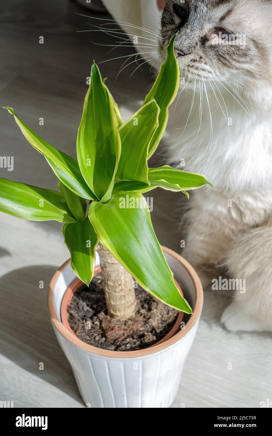 Ragdoll et plante Dracaena Marseille Frankreich Stockfoto