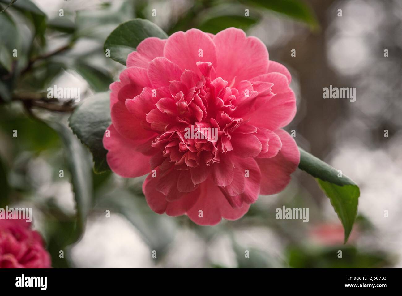 Warum Gibt Es Keine Camelia Binden Mehr www.alamy.de