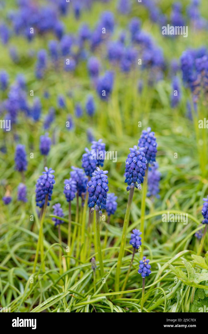Traubenhyazinthen - Muscari. Ausdauernde bauchige Pflanzen, die in Eurasien heimisch sind und Spitzen aus blauen, urnenförmigen Blüten produzieren, die Trauben ähneln. Stockfoto