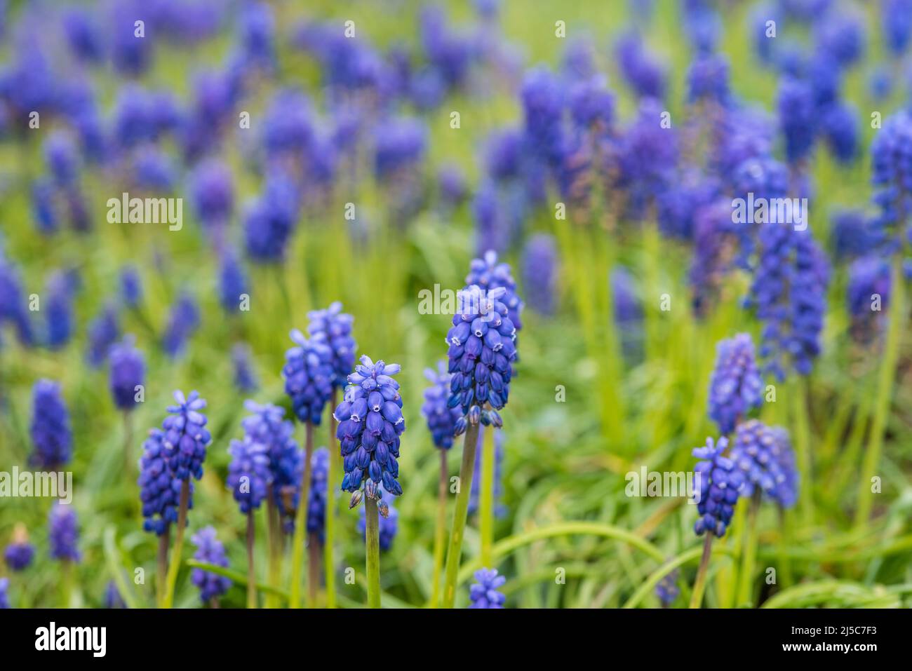 Traubenhyazinthen - Muscari. Ausdauernde bauchige Pflanzen, die in Eurasien heimisch sind und Spitzen aus blauen, urnenförmigen Blüten produzieren, die Trauben ähneln. Stockfoto