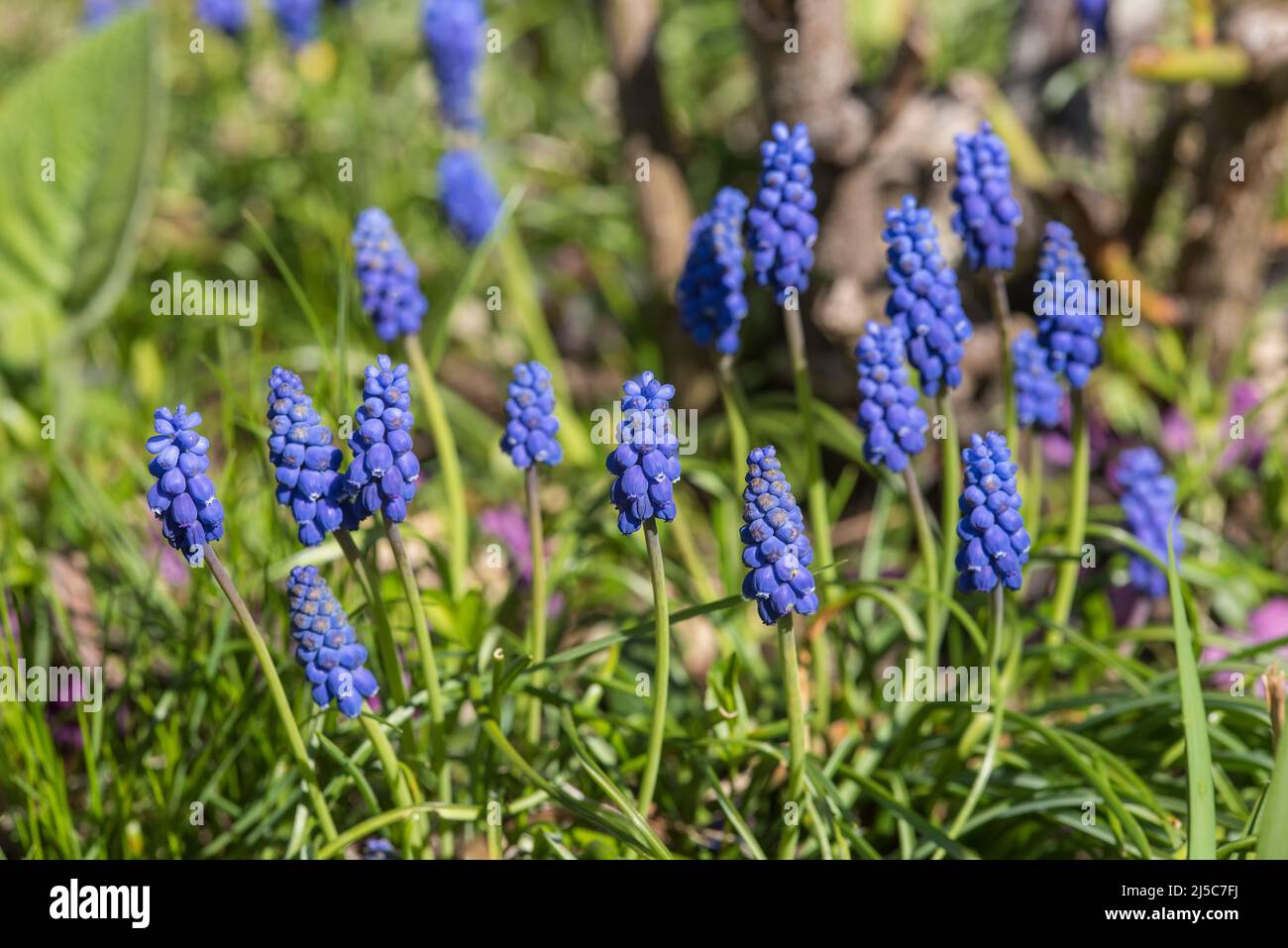 Traubenhyazinthen - Muscari. Ausdauernde bauchige Pflanzen, die in Eurasien heimisch sind und Spitzen aus blauen, urnenförmigen Blüten produzieren, die Trauben ähneln. Stockfoto