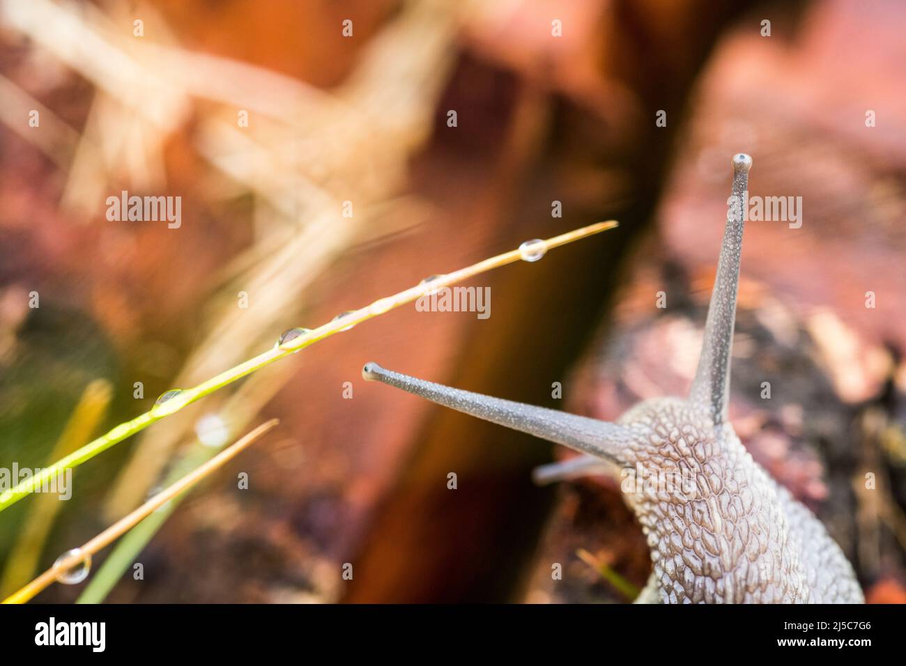 Gartenschnecke (Cornu aspersum oder Helix asperra). Stockfoto