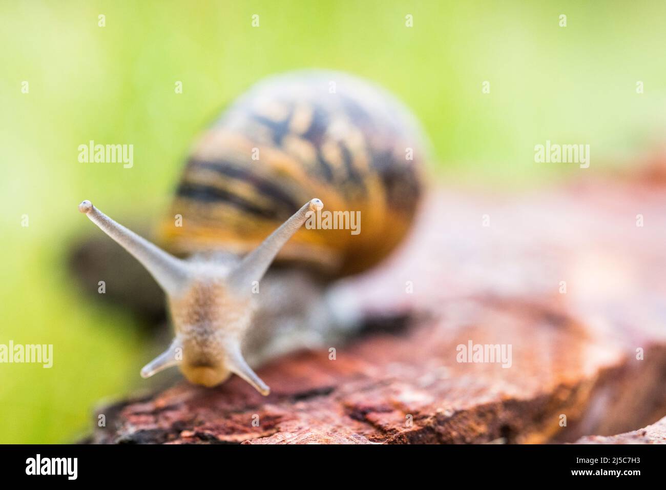 Gartenschnecke (Cornu aspersum oder Helix asperra). Stockfoto