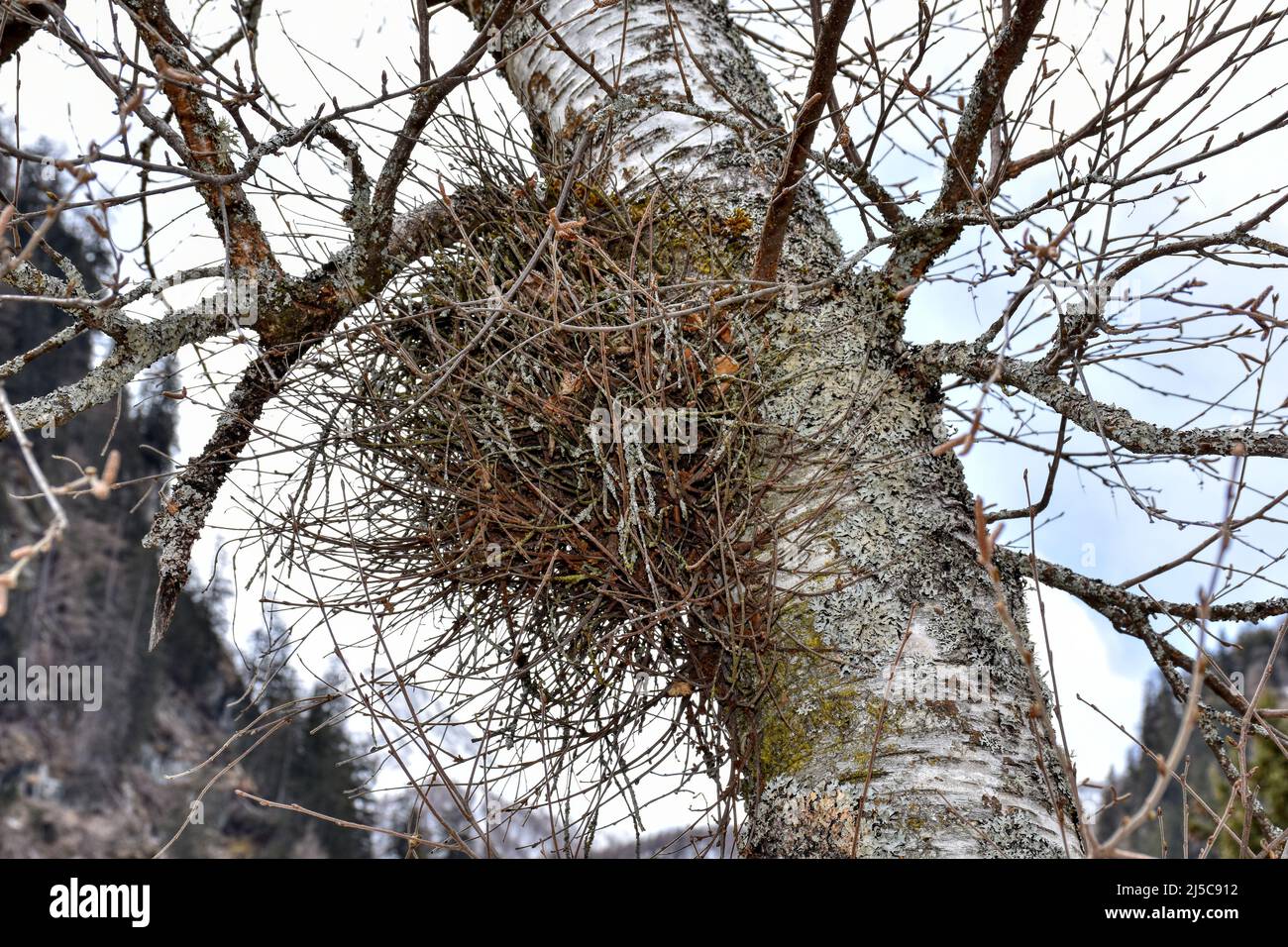 Nest, Vogelnest, Baum, Ast, Geäst, Gestüpp, Vogel, Heim, Baumstamm, Stamm, Holz, Jahreszeit, Frühling, bauen, Frühjahr, Gebirge, Brutzeit, Gebirge, Ei Stockfoto