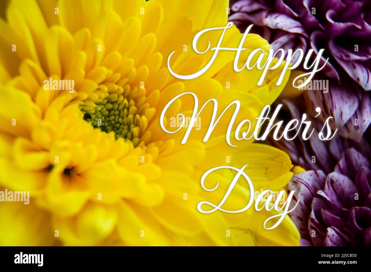 Happy Mother's Day Textwünsche mit gelben und lila Blumen Hintergrund. Stockfoto