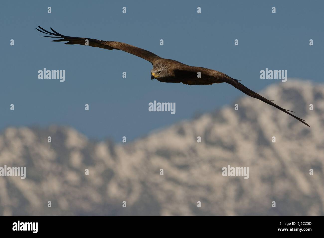 Schwarzmilan (Milvus Migrans) fliegen Stockfoto