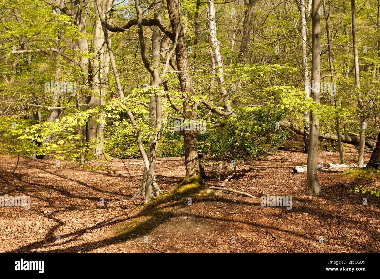 Little Monk Wood Epping Forest Essex, England Großbritannien Europa Stockfoto