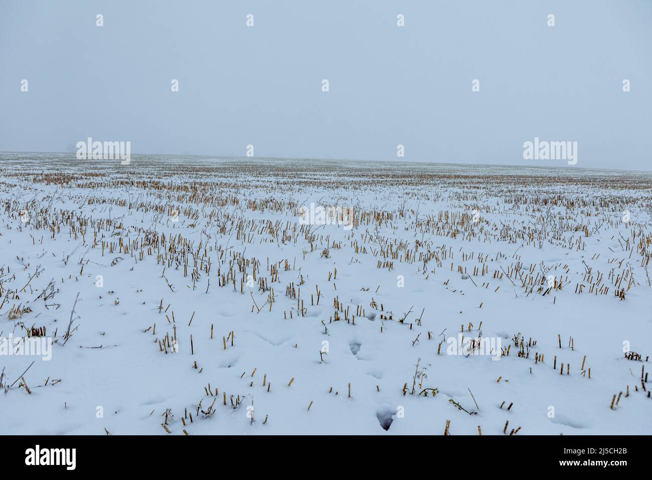 Winterliche Landschaft bei diffusem Licht in Deutschland Stockfoto