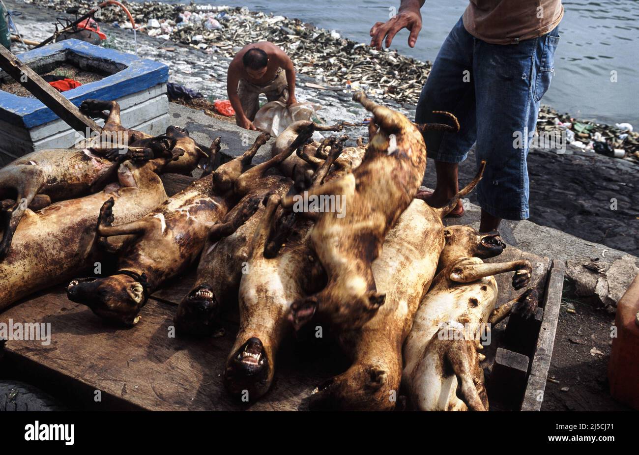 16.04.2009, Manado, Sulawesi, Indonesien, Asien - frisch geschlachtete Hunde werden an einem Steg in der nordindonesischen Hafenstadt zum Weitertransport verladen. Knochen und Kieferknochen von toten Hunden liegen im Hintergrund. [Automatisierte Übersetzung] Stockfoto