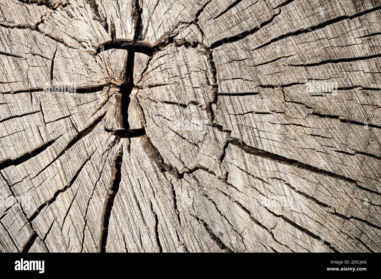Abstrakte Baumstumpf-Textur, altes Crack-Holz Stockfoto