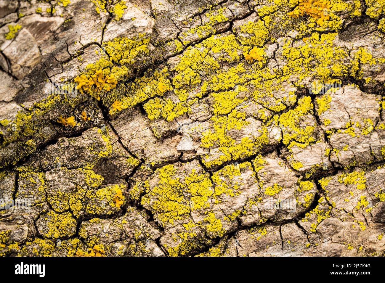 Flechten auf die Rinde eines Baumes Stockfoto