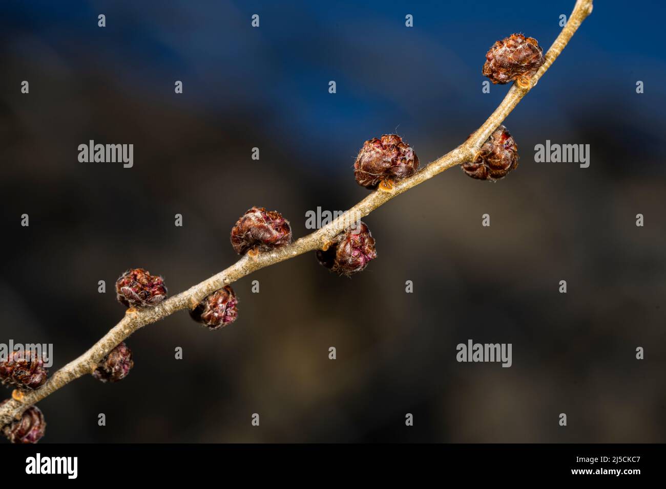 Baum Blätter Knospen in Nahaufnahme.Natur im Frühling. Stockfoto