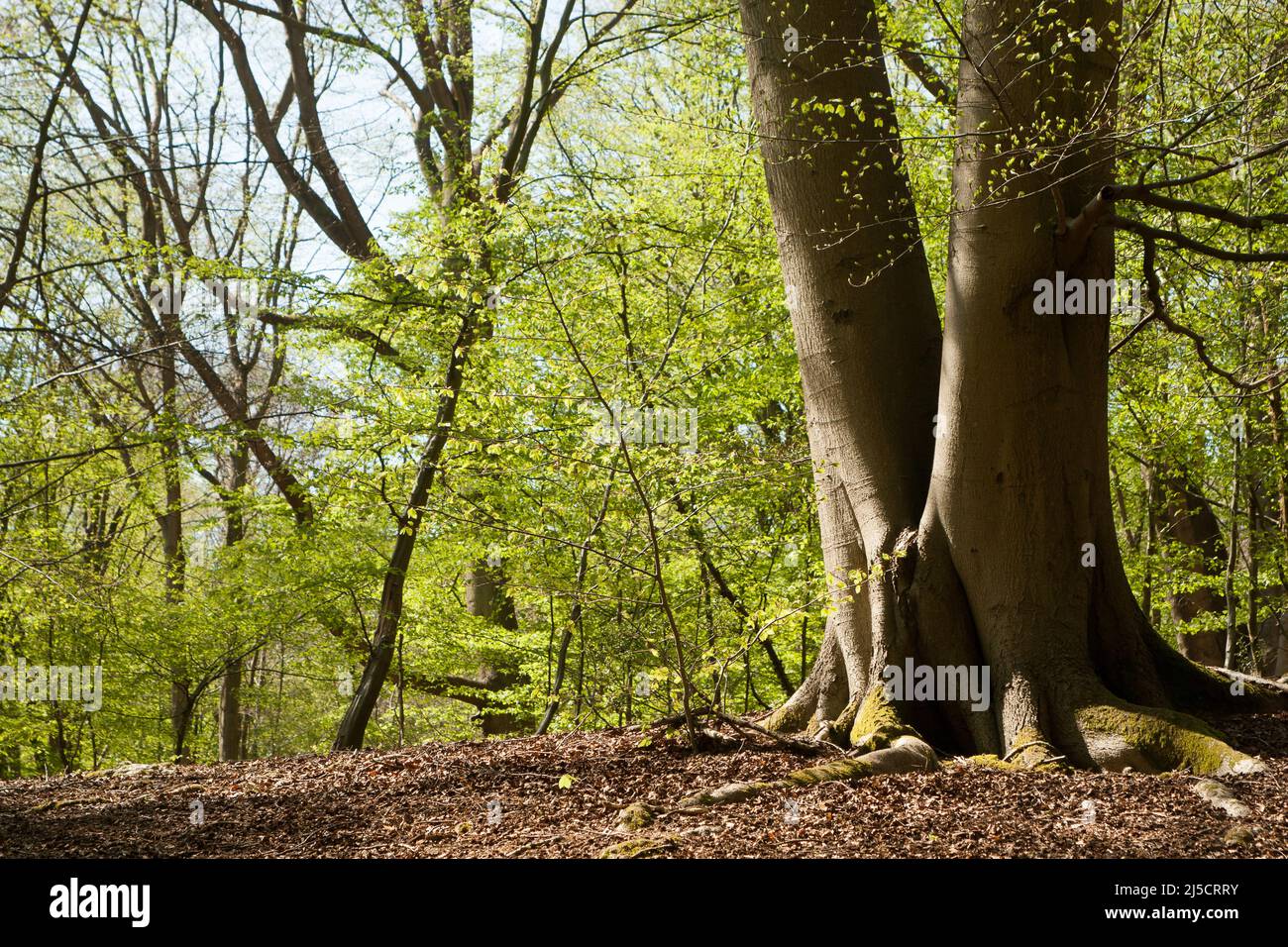 Little Monk Wood Epping Forest Essex, England Großbritannien Europa Stockfoto