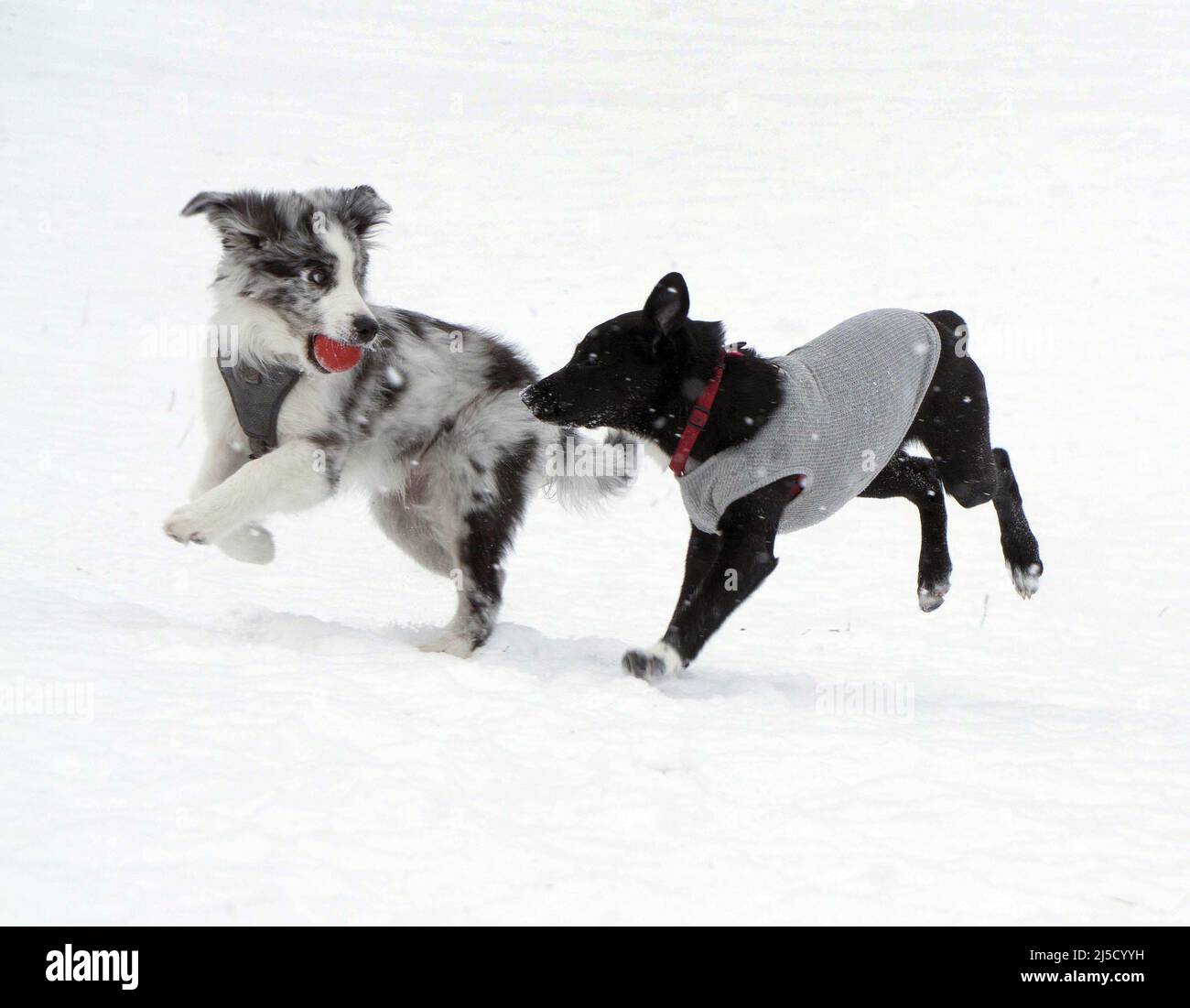 Berlin, DEU, 09.02.21 - zwei Hunde haben Spaß beim Ballspielen in einem verschneiten Park. Schnee und eisige Kälte dominieren weiterhin das Wetter. [Automatisierte Übersetzung] Stockfoto