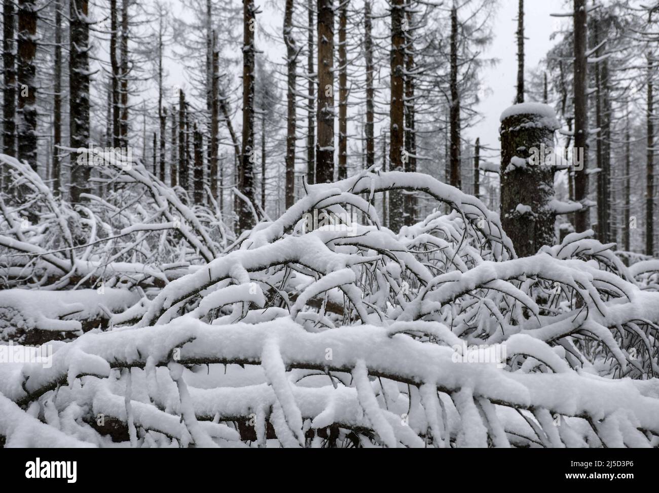 Oderbrück, 27.11.2021 - verschneite Holzskelette statt gesunder Tannenwälder. Fichten, die durch den Befall von Rindenkäfern im Nationalpark Harz zerstört wurden. Im Nationalpark werden Rindenkäfer nicht bekämpft. Sie helfen, natürliche, wilde Wälder mit einer Vielzahl von Strukturen wiederherzustellen. [Automatisierte Übersetzung] Stockfoto
