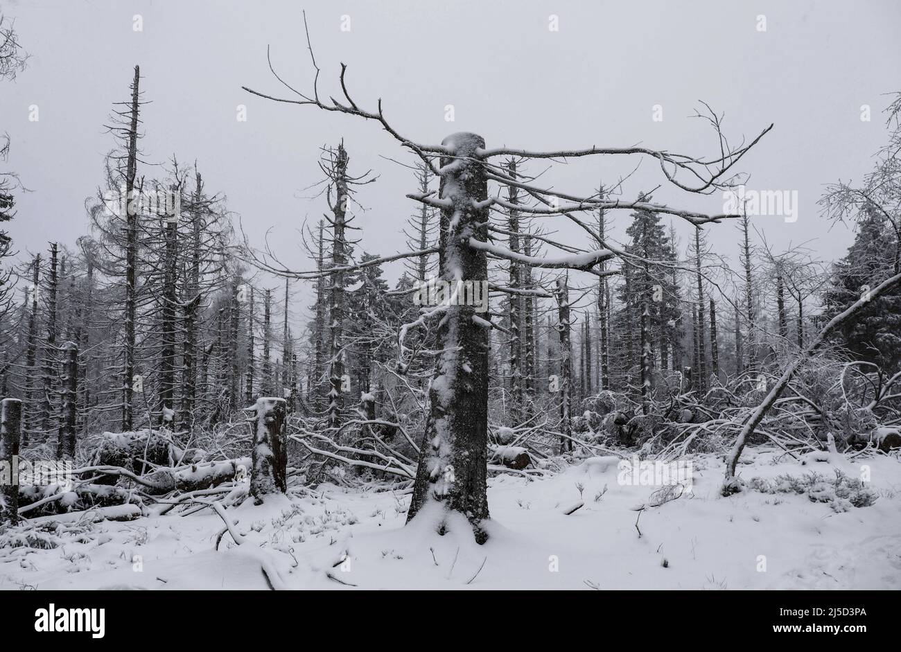 Oderbrück, 27.11.2021 - verschneite Holzskelette statt gesunder Tannenwälder. Fichten, die durch den Befall von Rindenkäfern im Nationalpark Harz zerstört wurden. Im Nationalpark werden Rindenkäfer nicht bekämpft. Sie helfen, natürliche, wilde Wälder mit einer Vielzahl von Strukturen wiederherzustellen. [Automatisierte Übersetzung] Stockfoto