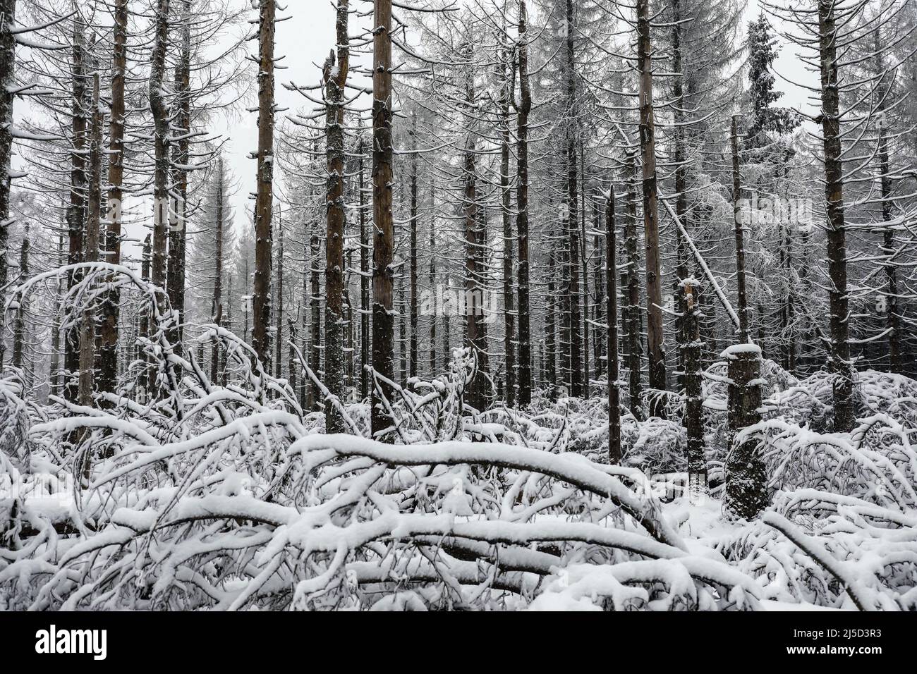 Oderbrück, 27.11.2021 - verschneite Holzskelette statt gesunder Tannenwälder. Fichten, die durch den Befall von Rindenkäfern im Nationalpark Harz zerstört wurden. Im Nationalpark werden Rindenkäfer nicht bekämpft. Sie helfen, natürliche, wilde Wälder mit einer Vielzahl von Strukturen wiederherzustellen. [Automatisierte Übersetzung] Stockfoto