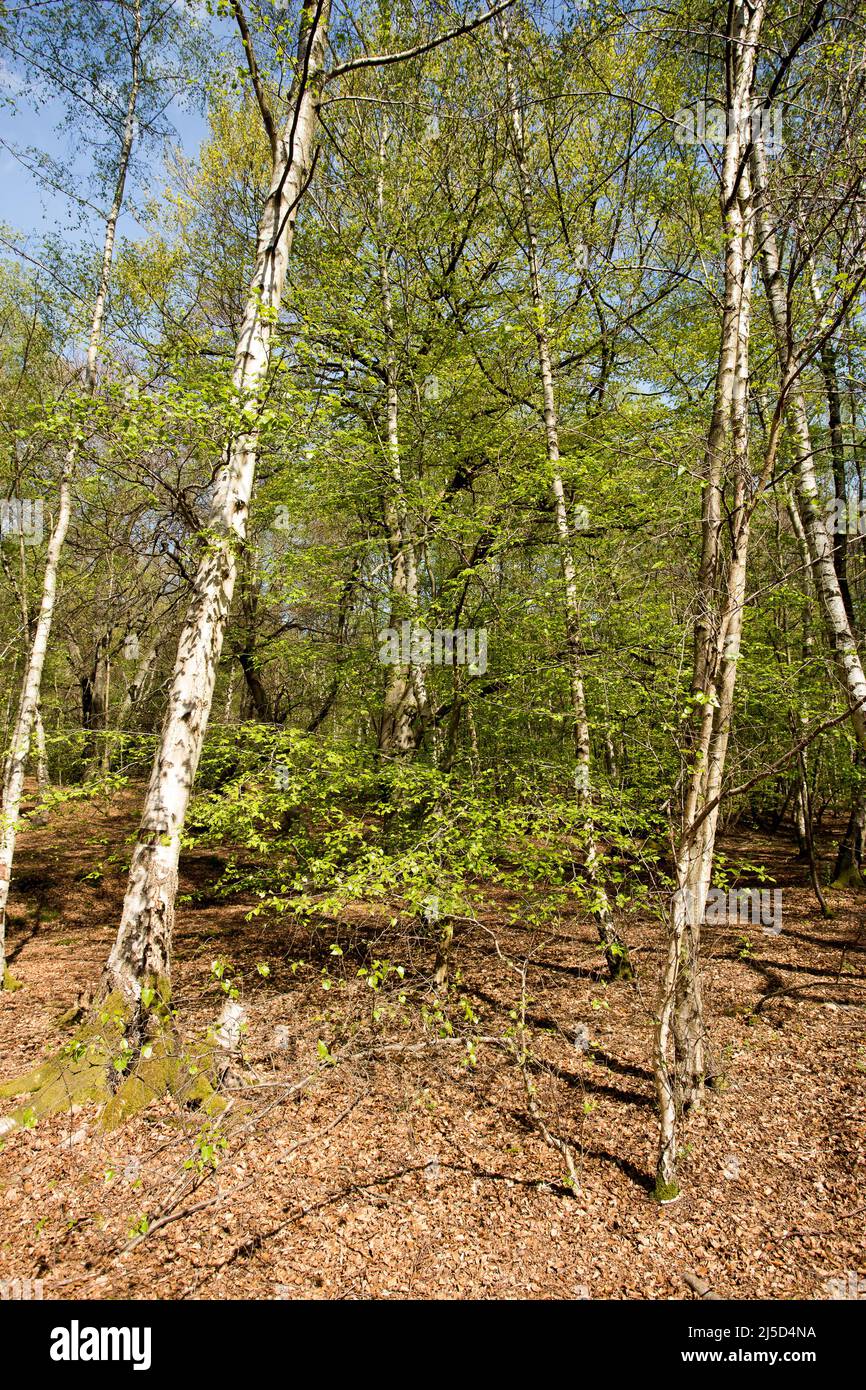 Little Monk Wood Epping Forest Essex, England Großbritannien Europa Stockfoto
