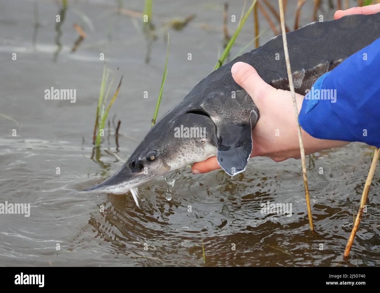 Brandenburg, Deutschland. 22. April 2022. 22. April 2022, Brandenburg, Angermünde/OT Criewen: Ein NABU-Mitarbeiter platziert einen jungen Stör im Wasser der oder in der Nähe des Aussichtsturms Stützkow im Nationalpark Unterodertal. Das NABU-Zentrum Blumberger Mühle hat zusammen mit dem Leibniz-Institut für Gewässerökologie und Binnenfischerei (IGB) und dem Teichmanagement Blumberger Teiche etwa 500 junge Baltische Störe in die oder entlassen. Der Stör-Strumpf im Grenzfluss findet seit 15 Jahren statt, und die Bemühungen, Störe in die Flüsse in Deutschland wieder einzuführen, haben Biene Stockfoto